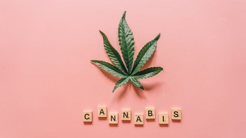 Покупка семян конопли в Беларуси: особенности и рекомендации