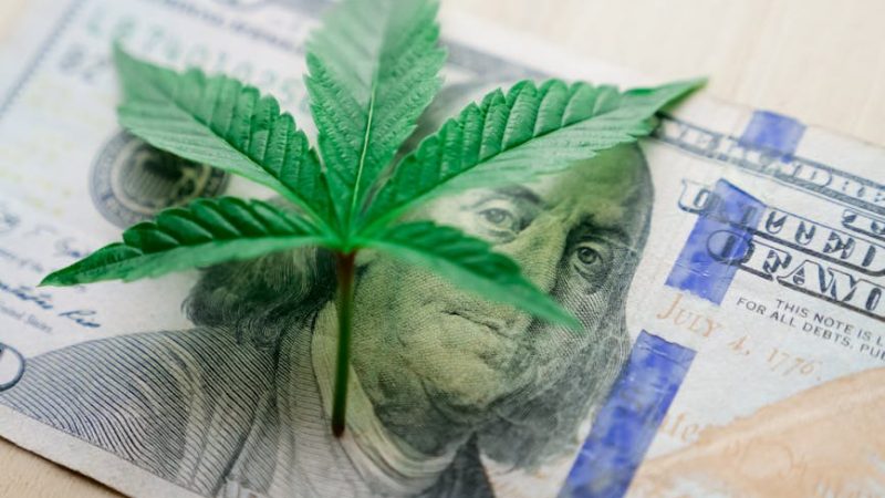 Марихуана в Украине: законодательство, культура и выращивание