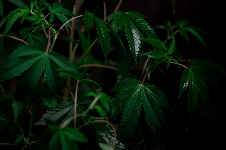Семена конопли Auto AK-48 feminised от Nirvana Seeds