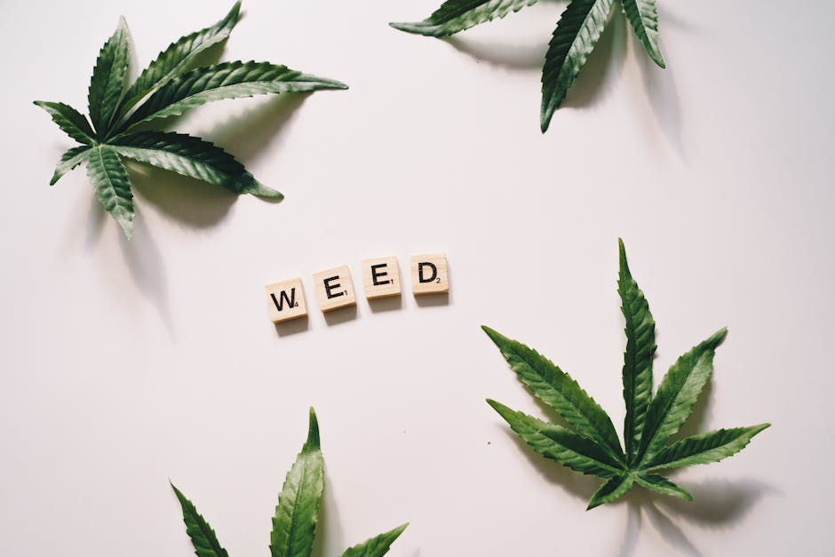 Семена конопли Auto White Widow x AK feminised от Ganja Seeds