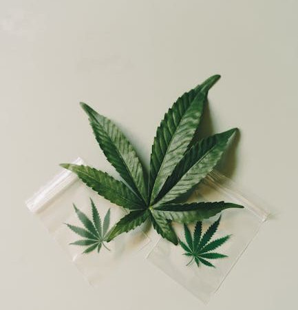 Семена конопли Hubble Bubble feminised от Mandala Seeds