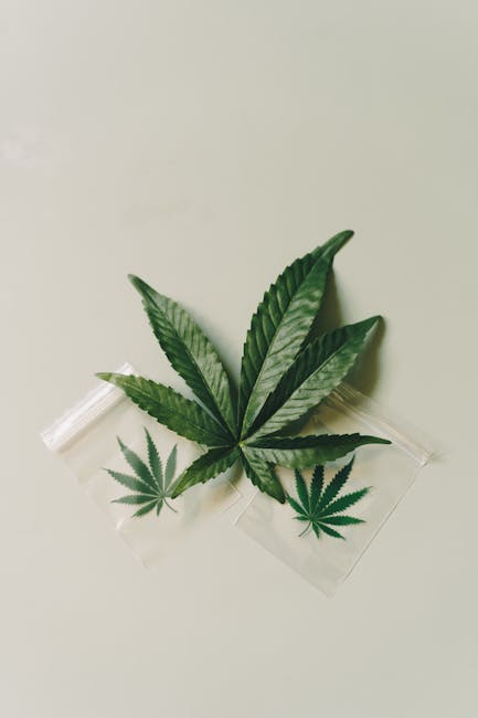 Семена конопли Hubble Bubble feminised от Mandala Seeds