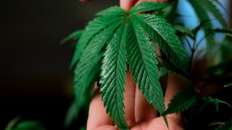 Семена конопли и их применение в различных областях