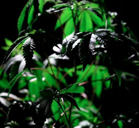 Польза и рецепты супа из семян конопли