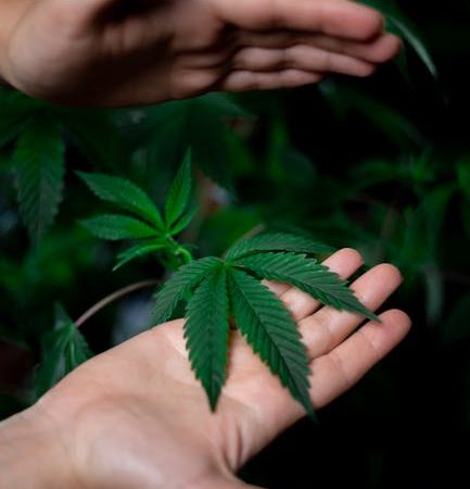 Где купить семена конопли