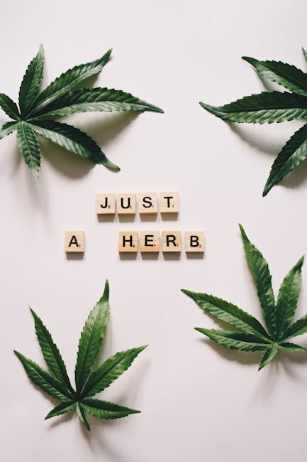 Семена конопли MI5 feminised от Ganja Seeds: особенности и преимущества сорта