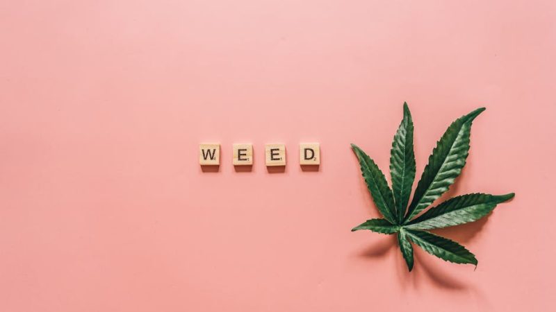 Урбеч из семян конопли полезные свойства и способы употребления