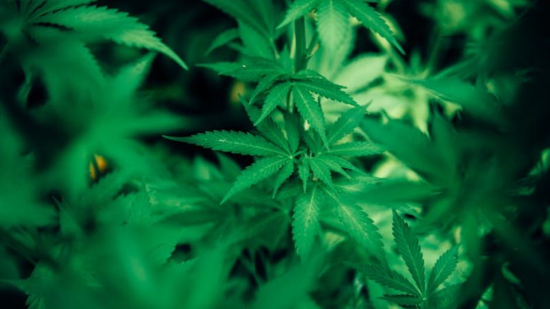 Семена конопли Auto Ultimate feminised Dutch Passion Seeds