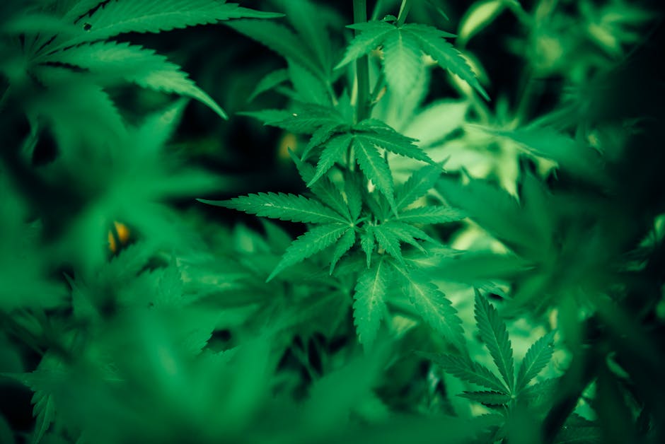 Семена конопли Auto Ultimate feminised Dutch Passion Seeds