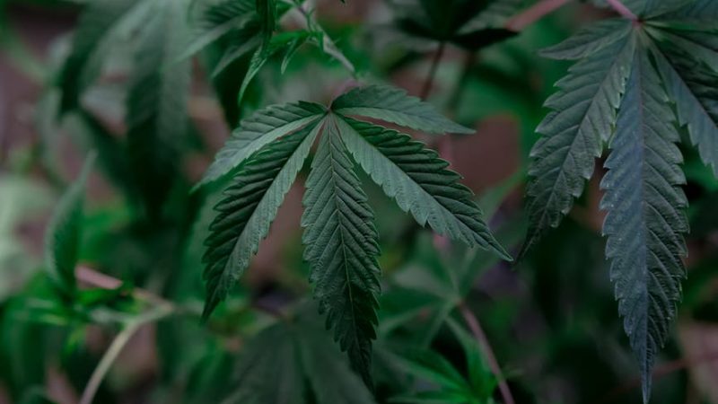 Семена конопли Auto Black Haze feminised от Exotic Seed