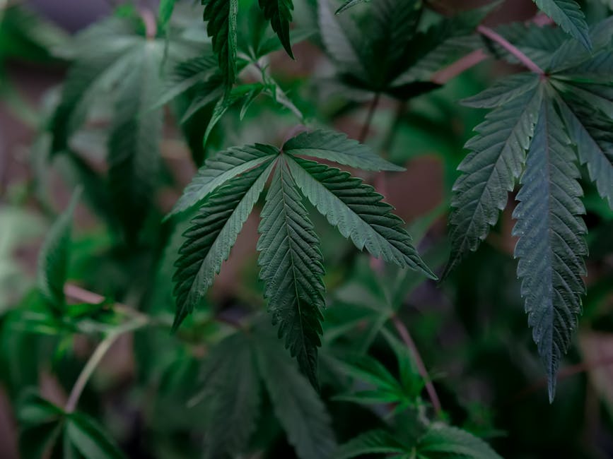 Семена конопли Auto Black Haze feminised от Exotic Seed