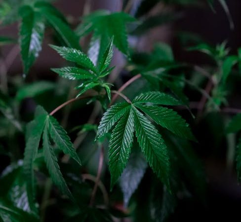 Семена конопли Auto Devil Cream feminised от Ganja Seeds