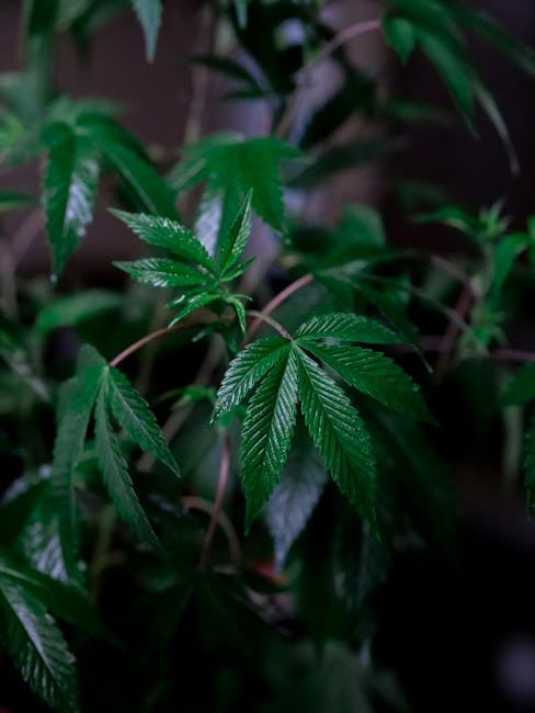 Семена конопли Auto Devil Cream feminised от Ganja Seeds