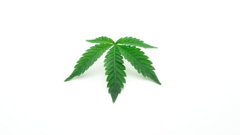 Семена конопли Dr Feelgood feminised от Ganja Seeds