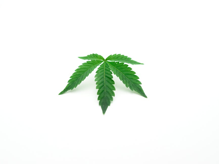 Семена конопли Dr Feelgood feminised от Ganja Seeds