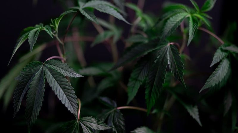 Сорт конопли АК 47: характеристики и особенности выращивания