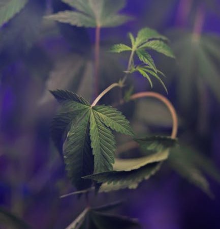 Семена конопли полезные свойства и применение в Великобритании