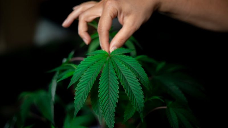 Оптовая закупка семян конопли преимущества и сферы применения