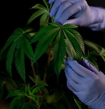 Семена и мак конопли полезные свойства и применение в кулинарии