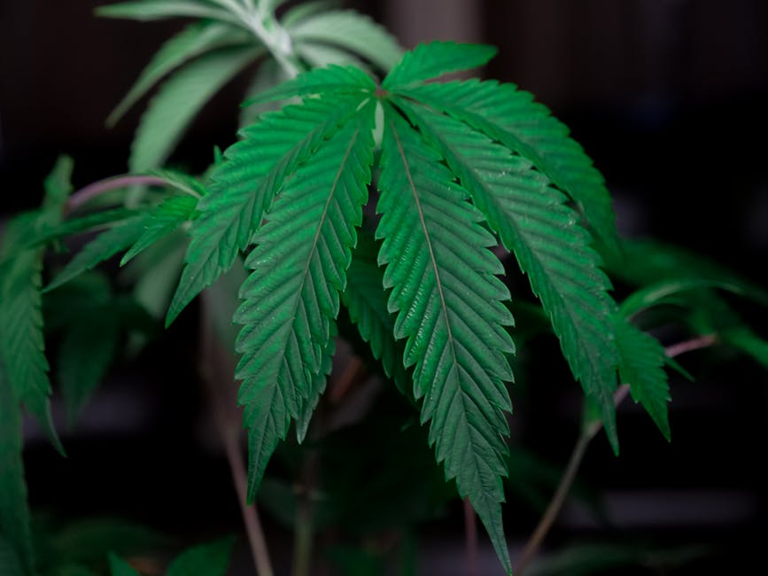 Семена конопли Early Skunk x AK feminised от Ganja Seeds