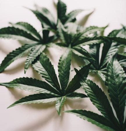 Auto Super Cheese feminised от Trikoma Seeds подробный обзор сорта