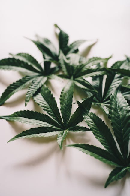Auto Super Cheese feminised от Trikoma Seeds подробный обзор сорта