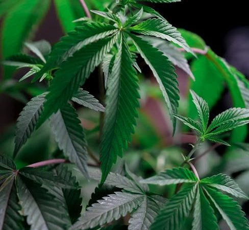 Семена конопли Amnesia Haze feminised от Ganja Seeds