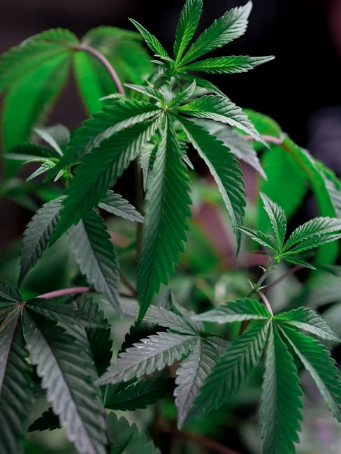 Семена конопли Amnesia Haze feminised от Ganja Seeds