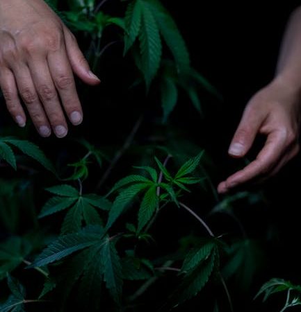 Покупка и выращивание семян конопли в Симферополе