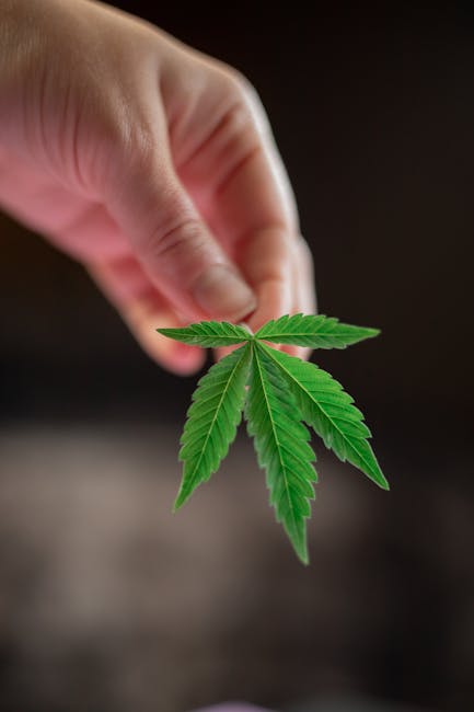 Семена конопли LA Cannalope feminised от Ganja Seeds