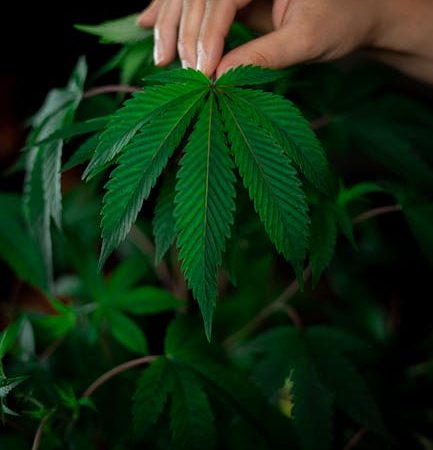 Семена конопли Auto Cookies feminised от Ganja Seeds