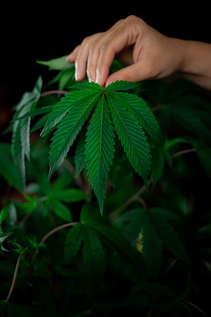 Семена конопли Auto Cookies feminised от Ganja Seeds