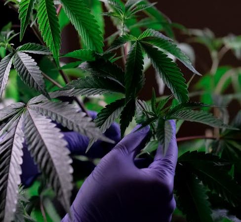 Семена конопли Auto Super Bud feminised от Green House Seeds