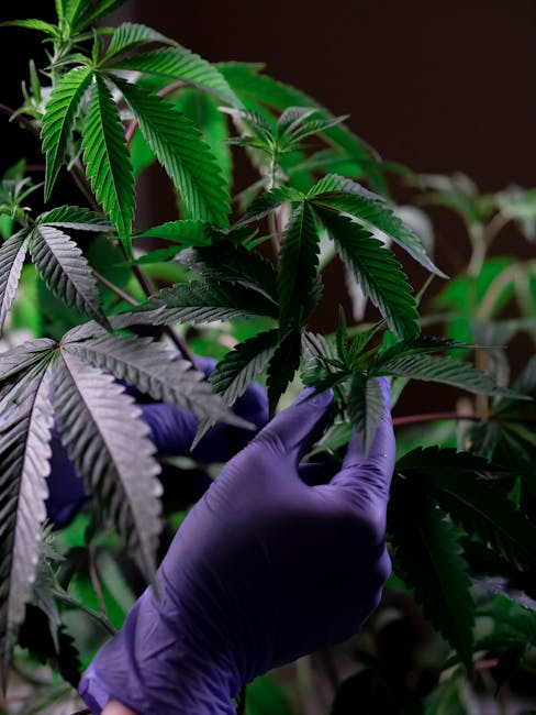 Семена конопли Auto Super Bud feminised от Green House Seeds