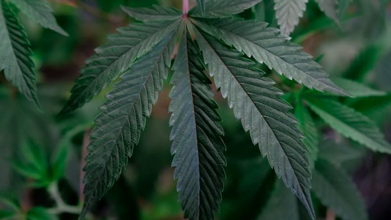 Семена конопли San Fernando Lemon Kush feminised от Sweet Seeds