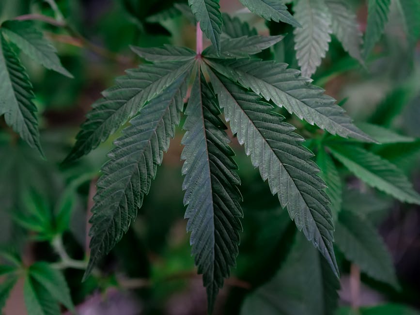 Семена конопли San Fernando Lemon Kush feminised от Sweet Seeds