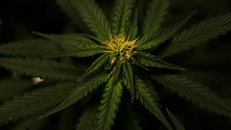 Добыча семян конопли