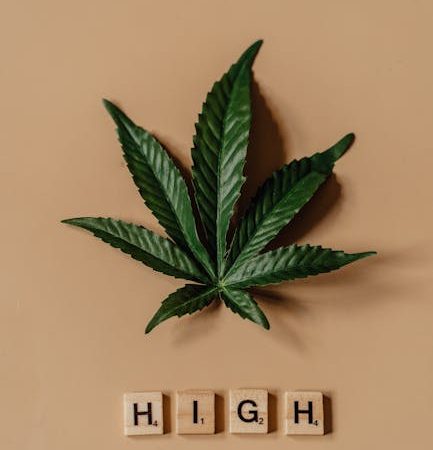 Покупка Семян Конопли в Интернет-Магазинах и На что Обратить Внимание при Выборе