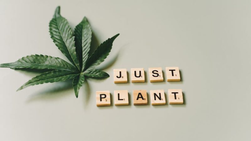 Преимущества и уход за домашней коноплей