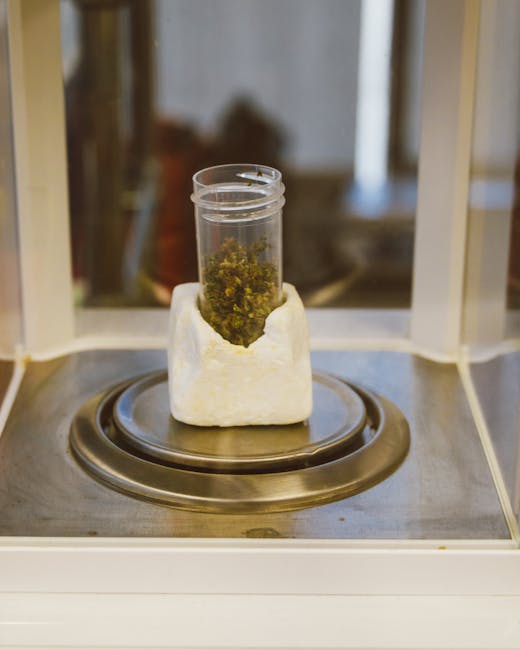 Семена конопли Auto White Dwarf feminised от Ganja Seeds