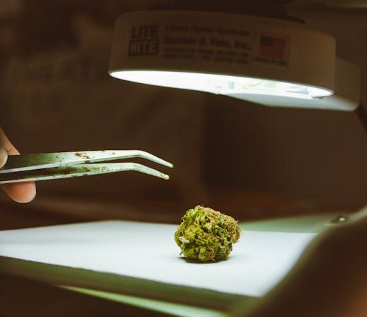 Семена конопли Black Jack feminised от Sweet Seeds