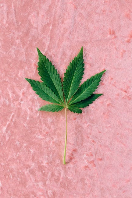 Семена конопли Sapphire Scout feminised от Humboldt Seeds