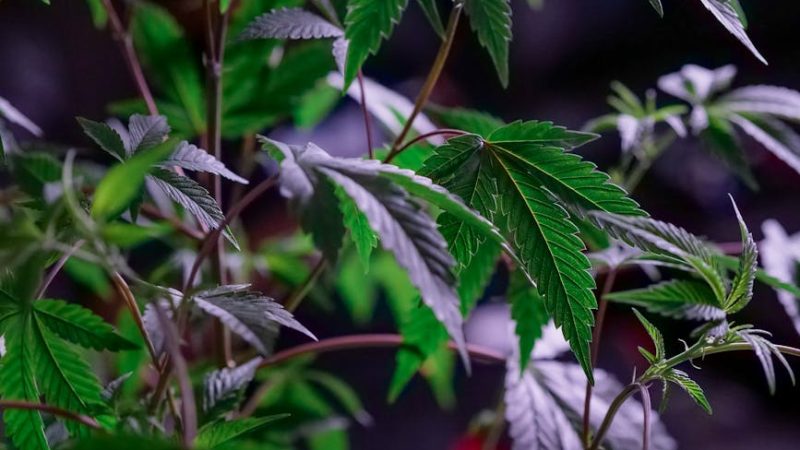 Выращивание марихуаны в домашних условиях