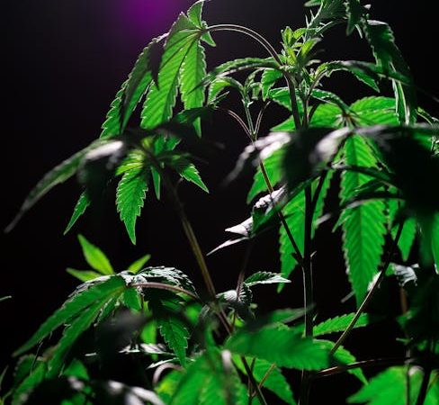 Хранение семян конопли: основные принципы и методы