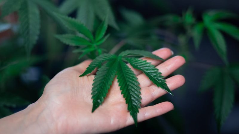 Конопля в Беларуси: история, современное состояние и перспективы развития