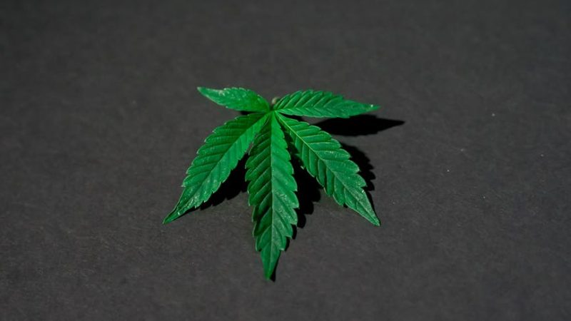 Стоимость семян конопли и факторы влияющие на нее