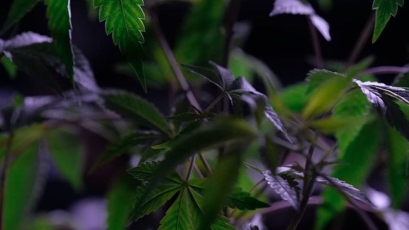 Семена конопли Sativas Sour Diesel от Nirvana Seeds