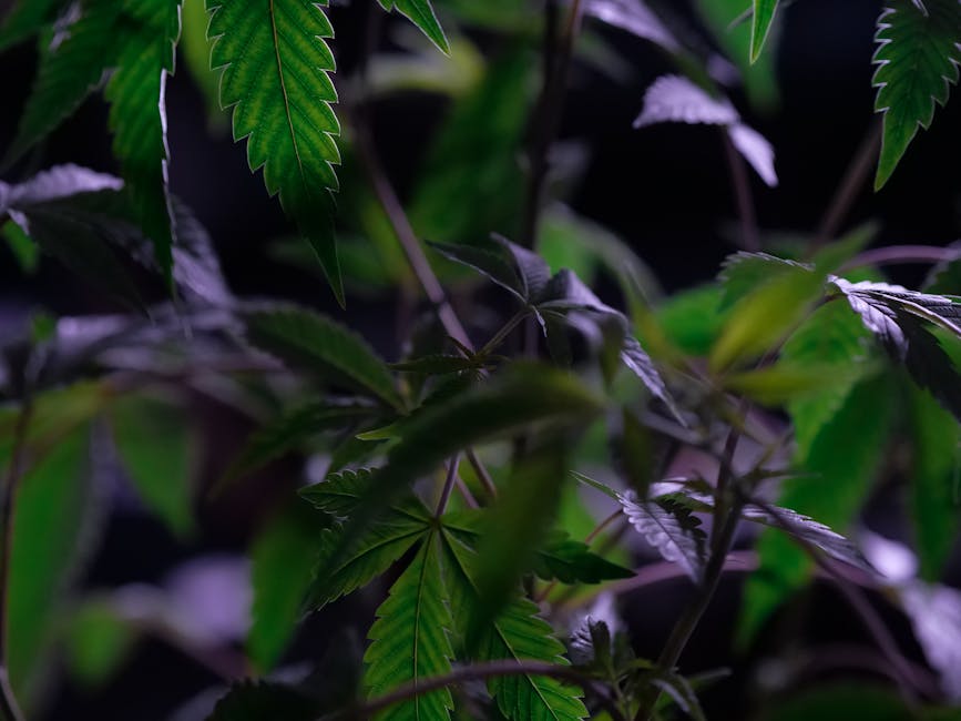 Семена конопли Sativas Sour Diesel от Nirvana Seeds