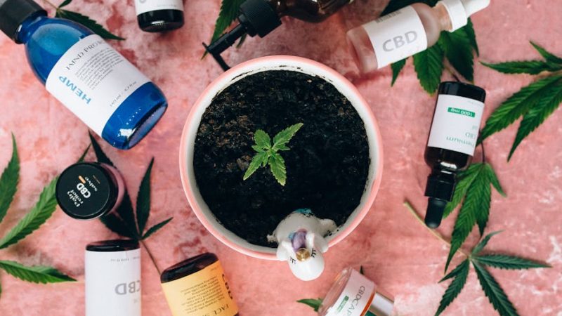 Семена конопли Umai feminised от Bang Seeds