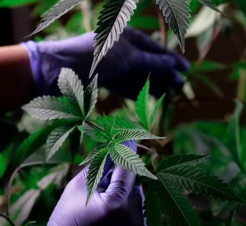 Преимущества и особенности покупки и выращивания семян конопли